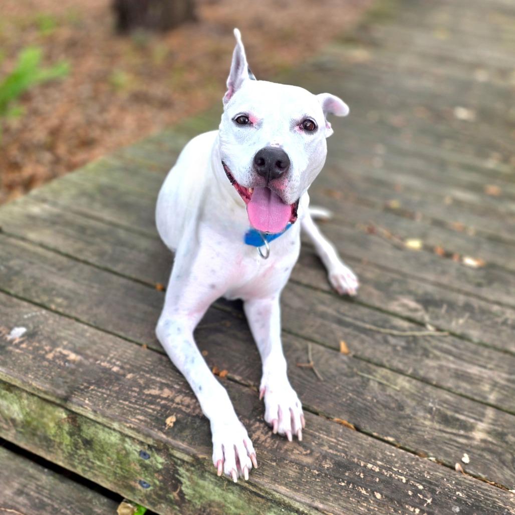 Duncan — thumbnail 4