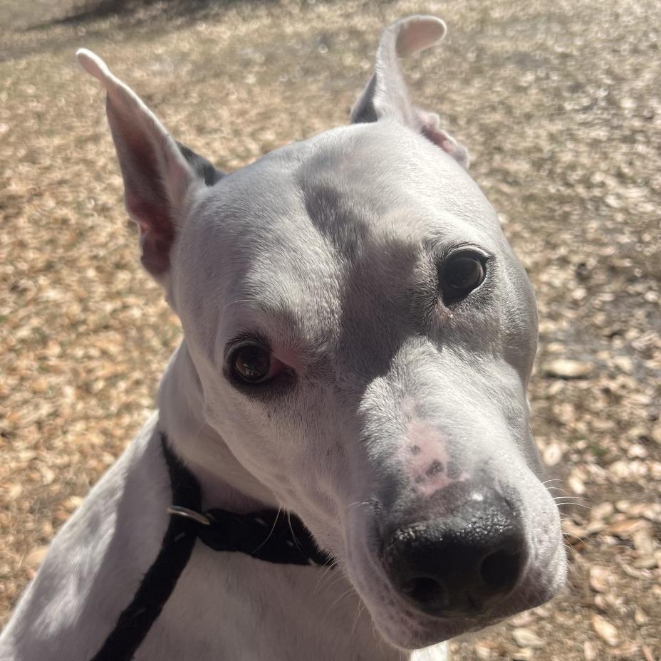 Duncan — thumbnail 6