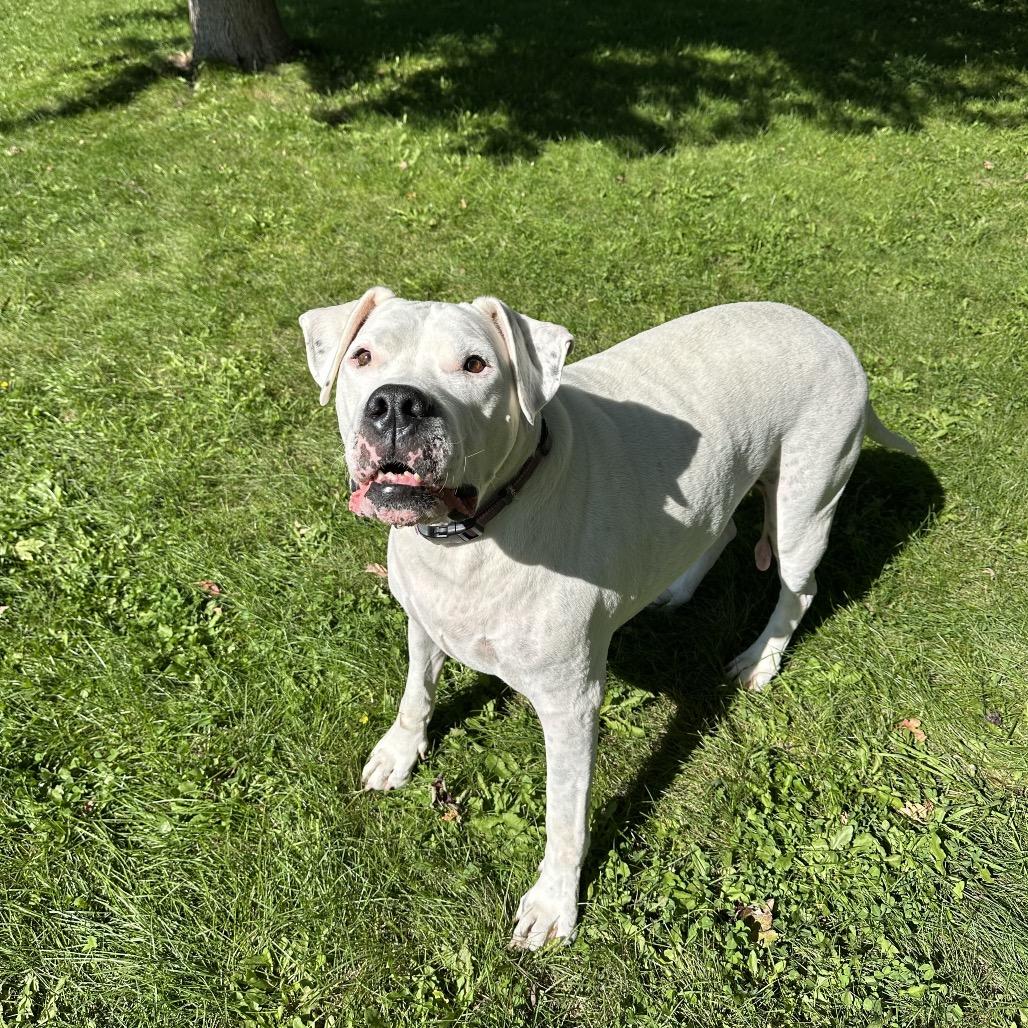 Enlarge Bowser, a Adoptable Boxer in Milford, IA image 1/6