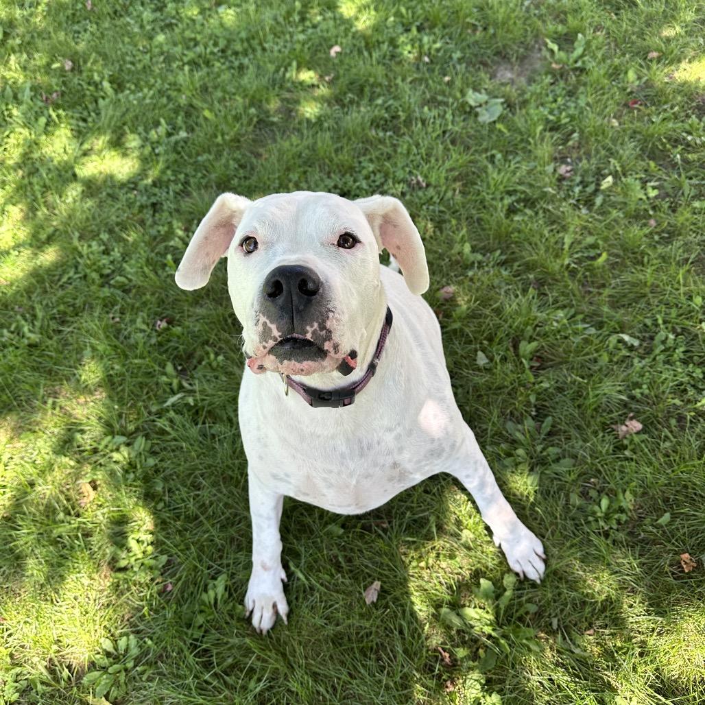 Enlarge Bowser, a Adoptable Boxer in Milford, IA image 2/6