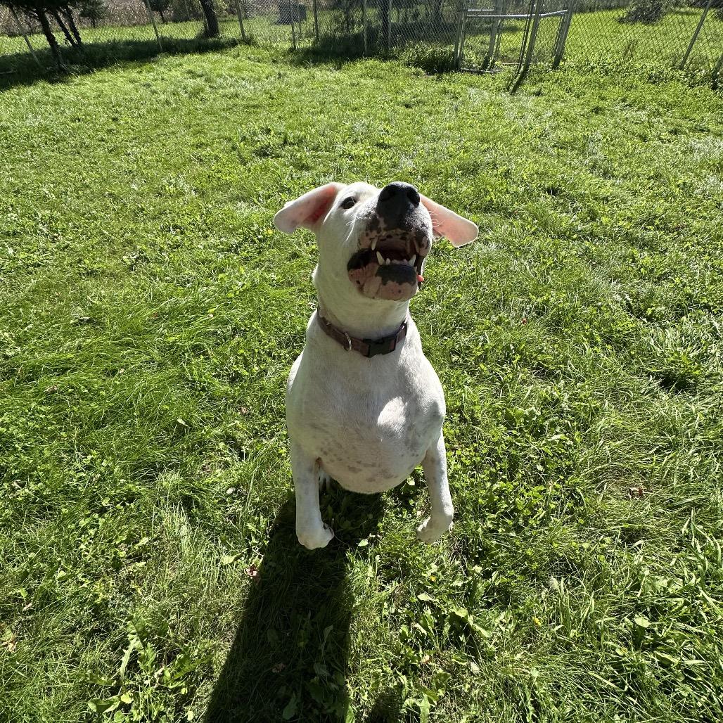 Enlarge Bowser, a Adoptable Boxer in Milford, IA image 3/6