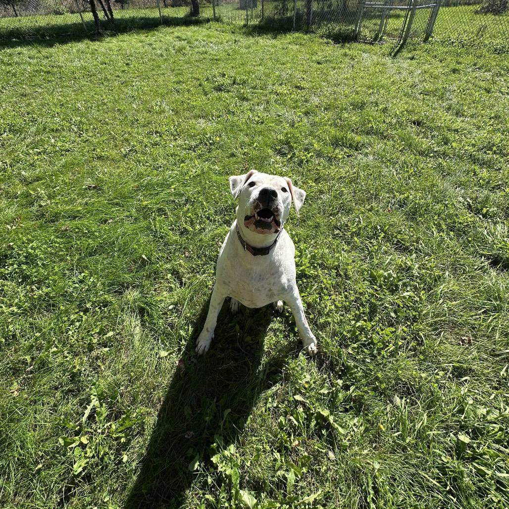 Enlarge Bowser, a Adoptable Boxer in Milford, IA image 4/6