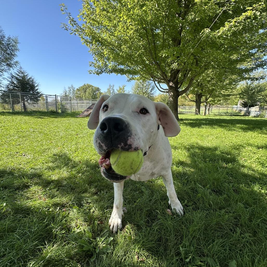 Enlarge Bowser, a Adoptable Boxer in Milford, IA image 5/6