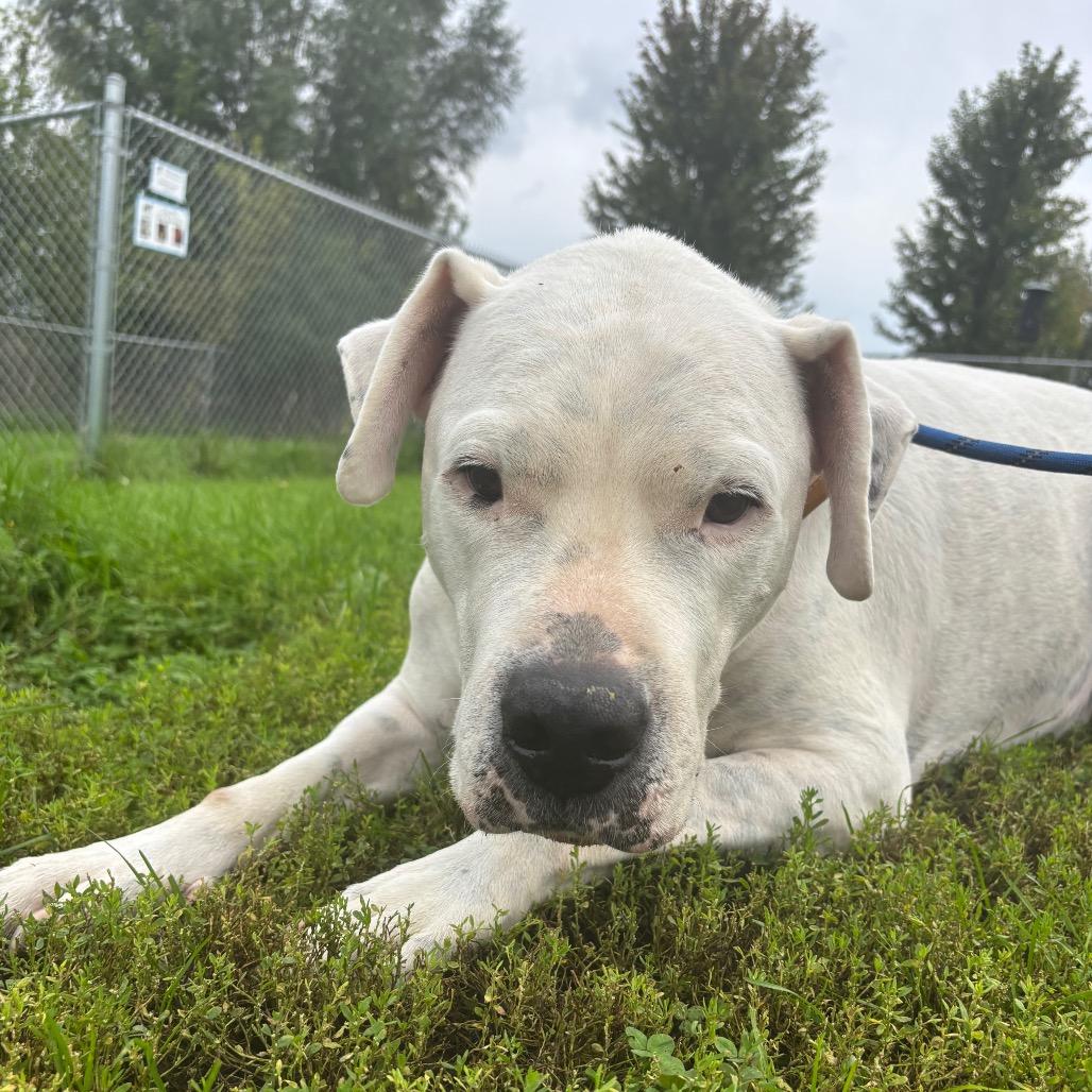 Enlarge Bowser, a Adoptable Boxer in Milford, IA image 6/6