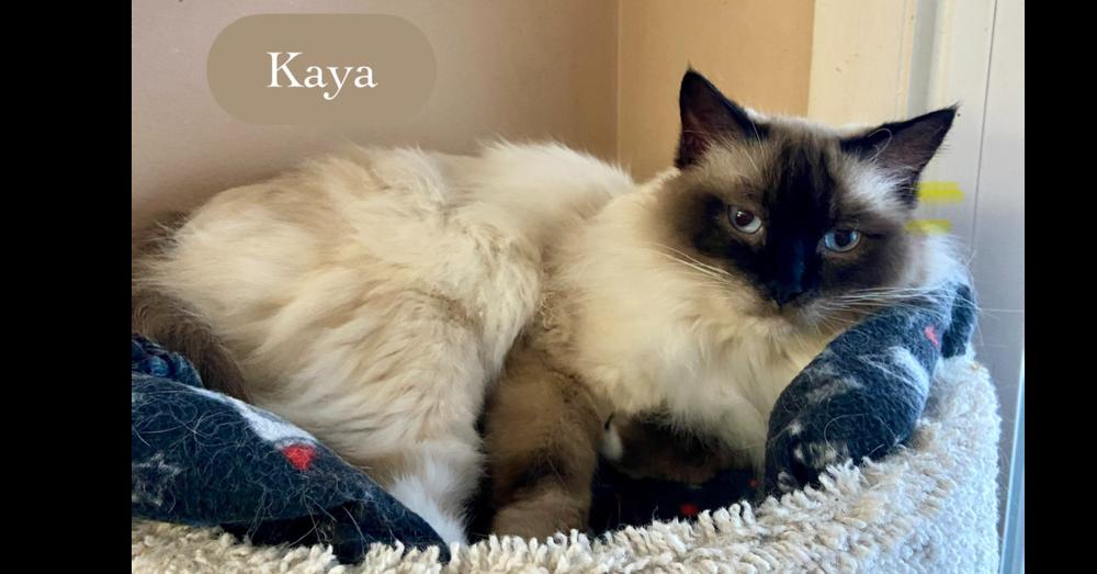Enlarge Kaya, a Adoptable Siamese in Chalfont, PA image 1/6