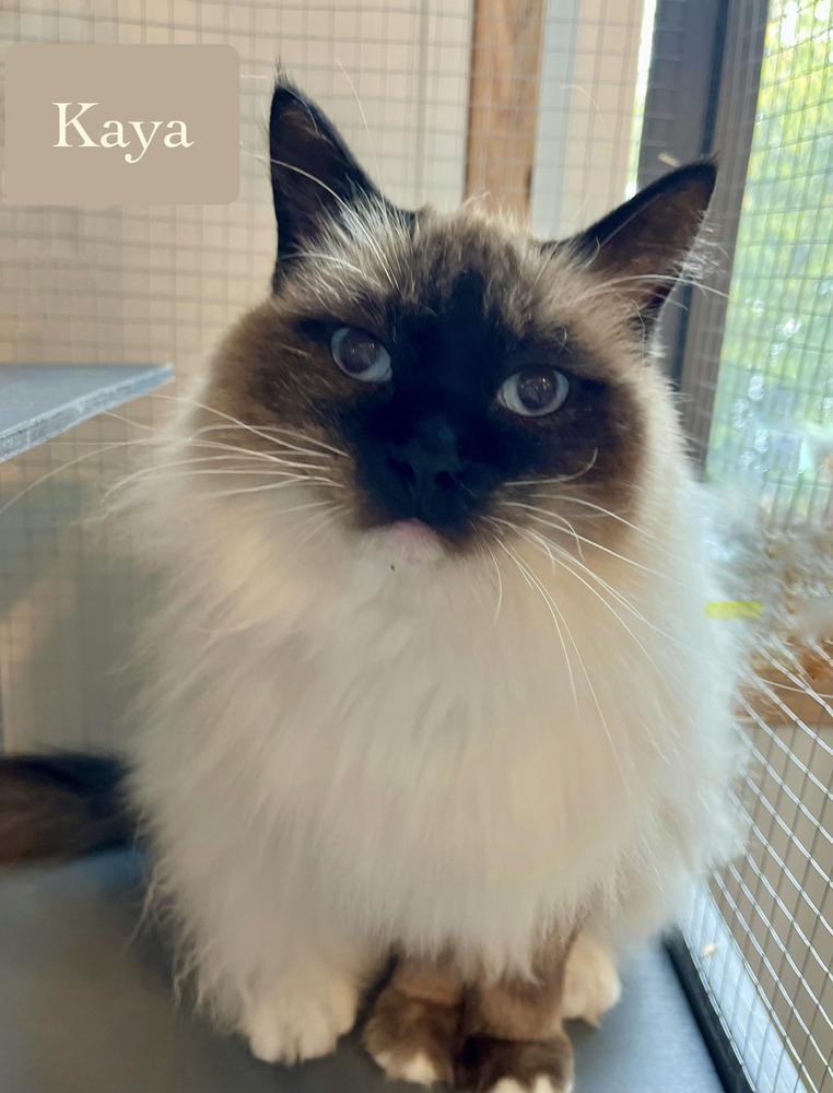 Enlarge Kaya, a Adoptable Siamese in Chalfont, PA image 2/6