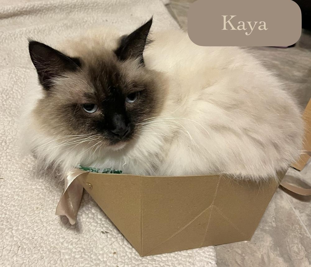 Enlarge Kaya, a Adoptable Siamese in Chalfont, PA image 3/6