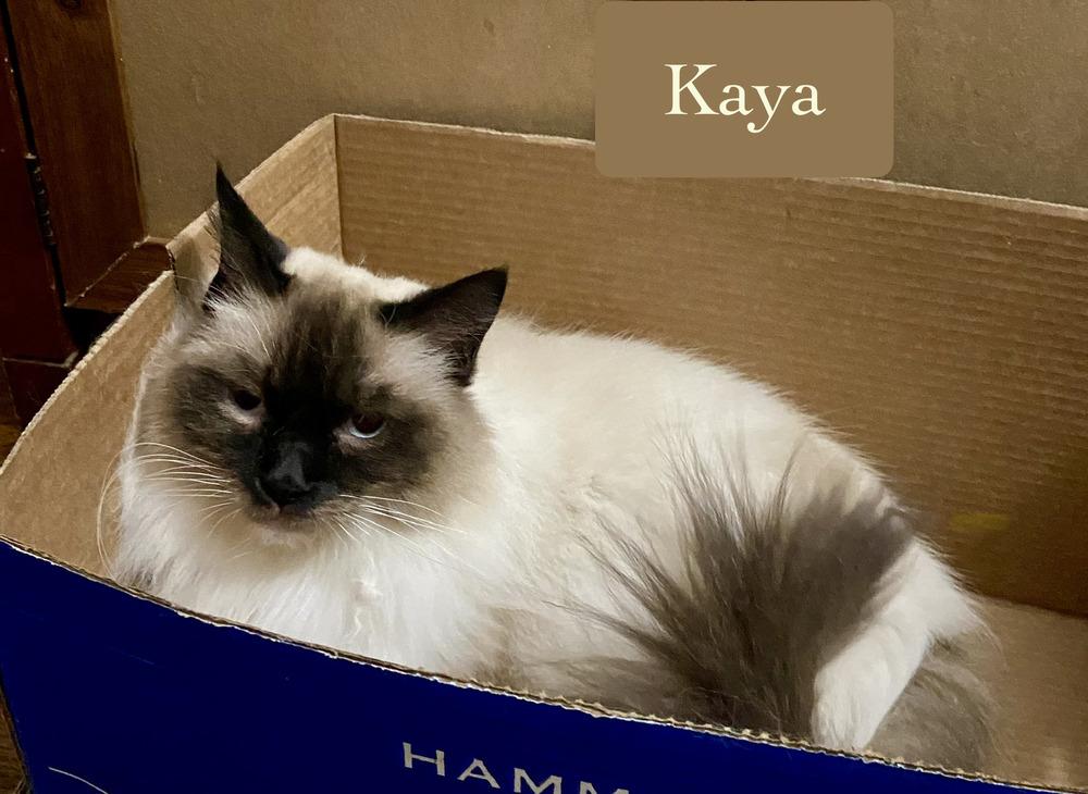 Enlarge Kaya, a Adoptable Siamese in Chalfont, PA image 4/6
