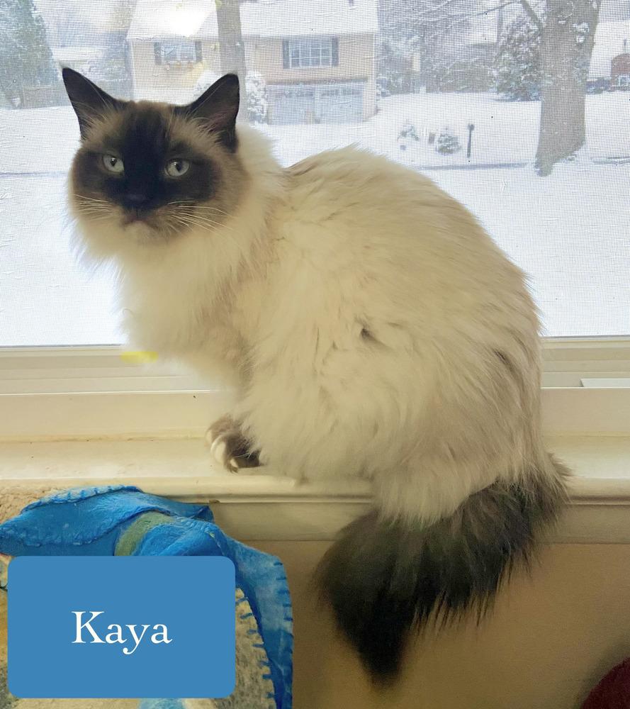 Enlarge Kaya, a Adoptable Siamese in Chalfont, PA image 5/6