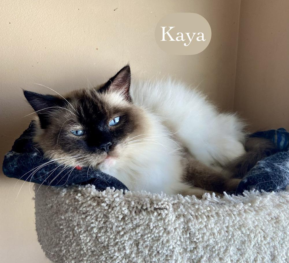 Enlarge Kaya, a Adoptable Siamese in Chalfont, PA image 6/6