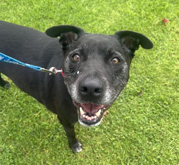Enlarge Felicia, a Adoptable mixed breed in Oceanside, CA image 1/1