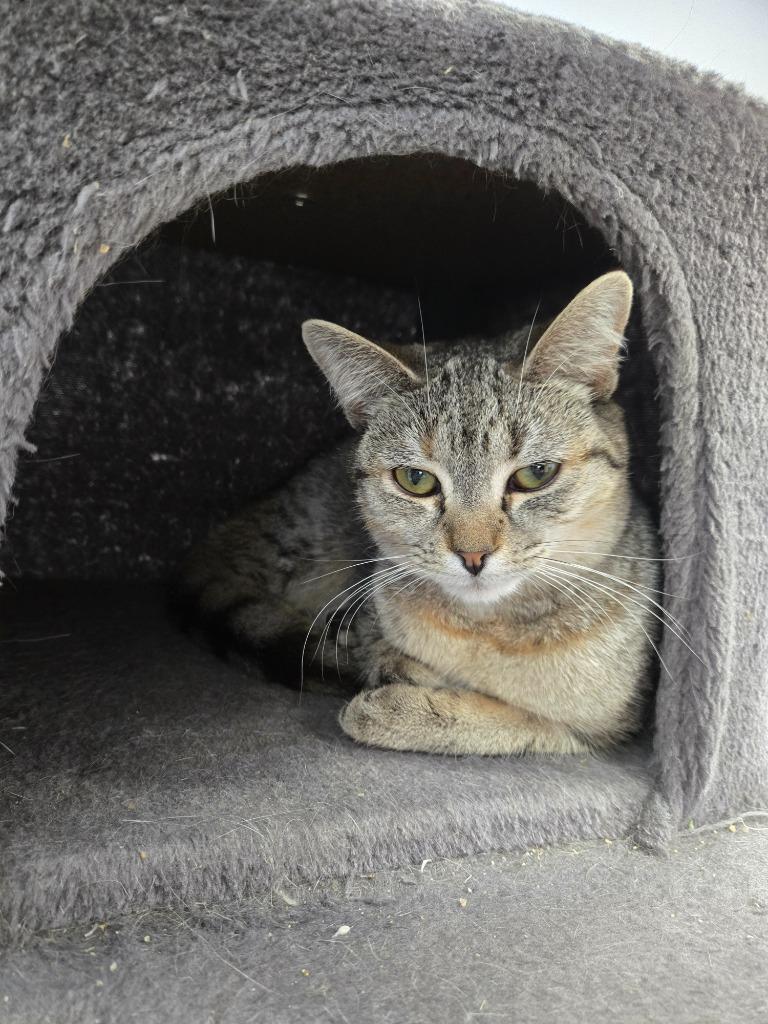 Enlarge Piper, a Adoptable mixed breed in Angola, IN image 1/2