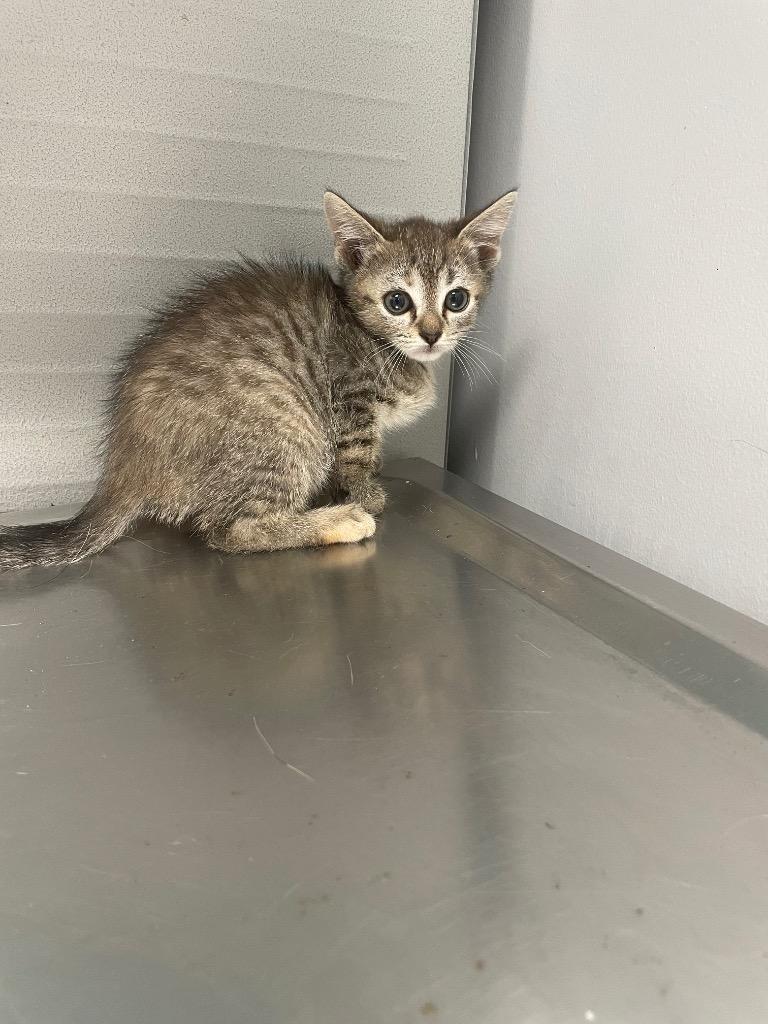 Piper, Adoptable, Young Female Domestic Short Hair.