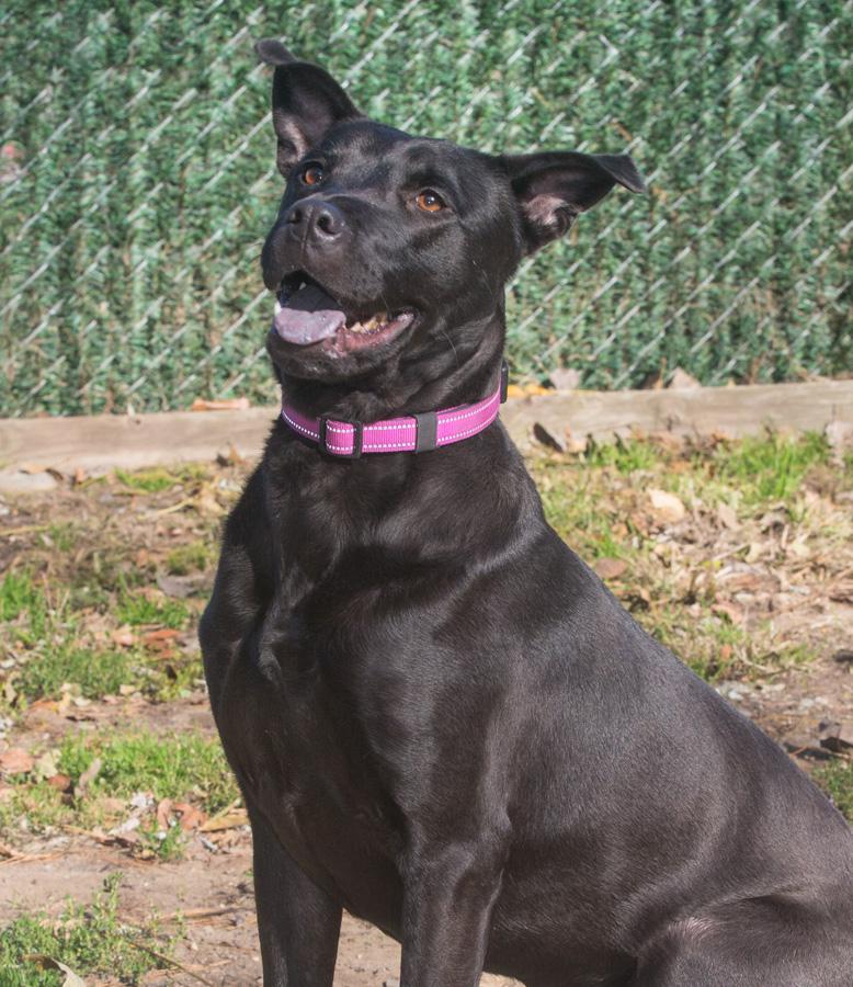 Sadie, a Adoptable mixed breed in Elmwood Park, NJ image 1/4