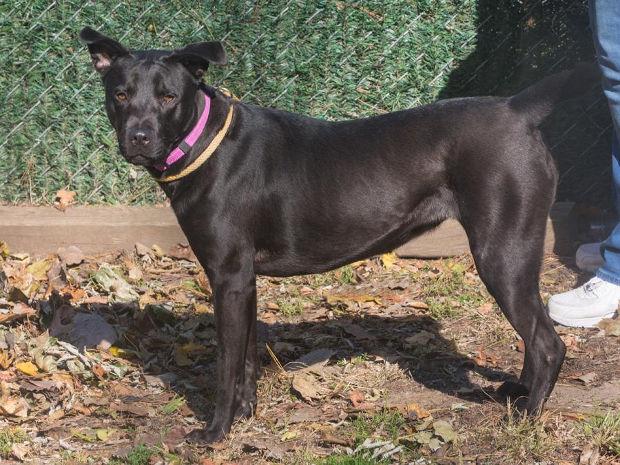 Sadie, a Adoptable mixed breed in Elmwood Park, NJ image 2/4