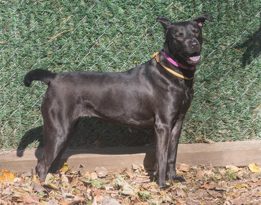 Sadie, a Adoptable mixed breed in Elmwood Park, NJ image 3/4