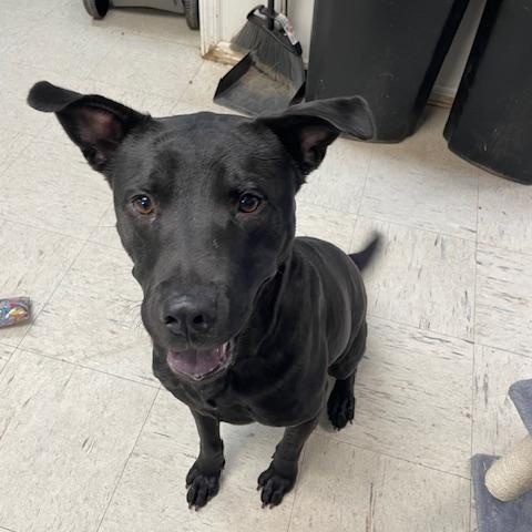 Sadie, a Adoptable mixed breed in Elmwood Park, NJ image 4/4