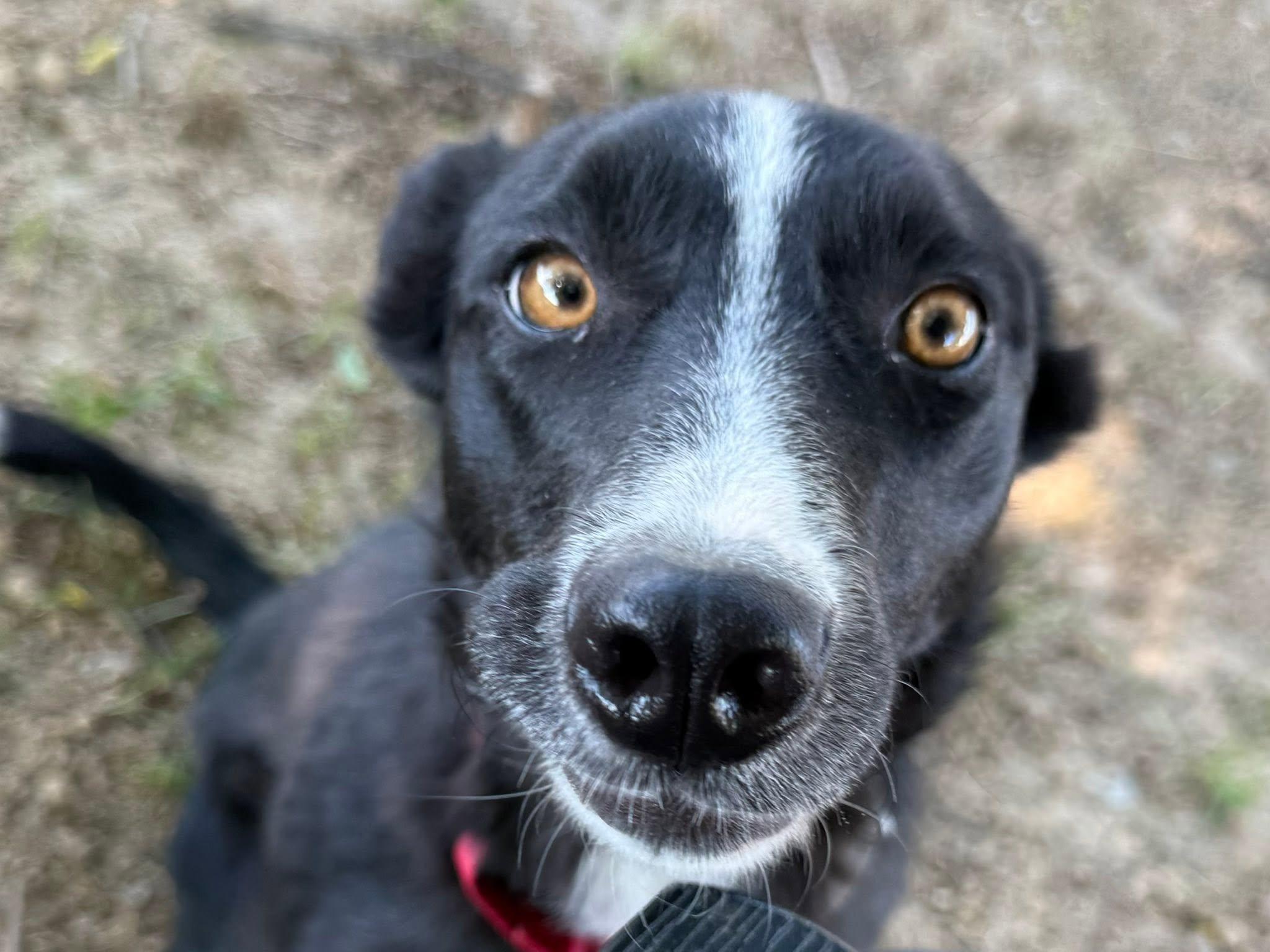 Hope, a ADOPTABLE Border Collie in Chestertown, MD image 4/6
