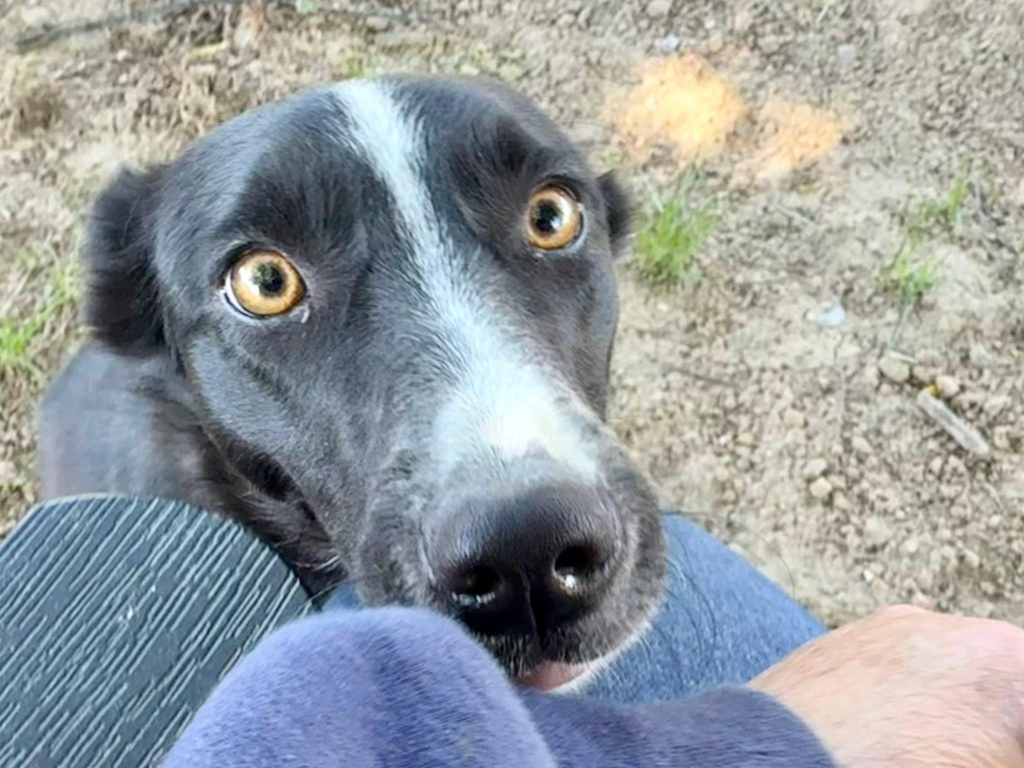 Hope, a ADOPTABLE Border Collie in Chestertown, MD image 5/6