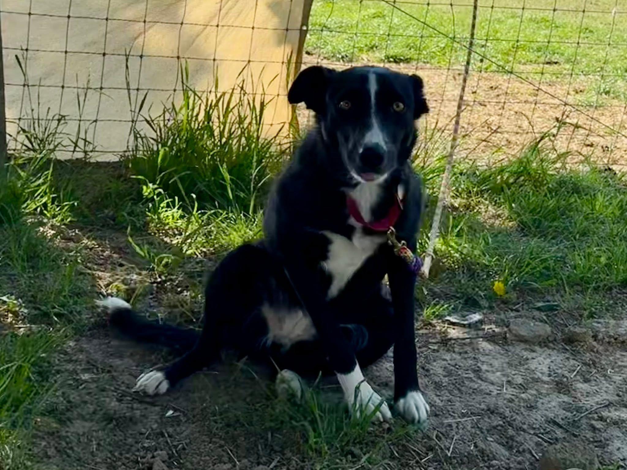 Hope, ADOPTABLE, Adult Female Border Collie.
