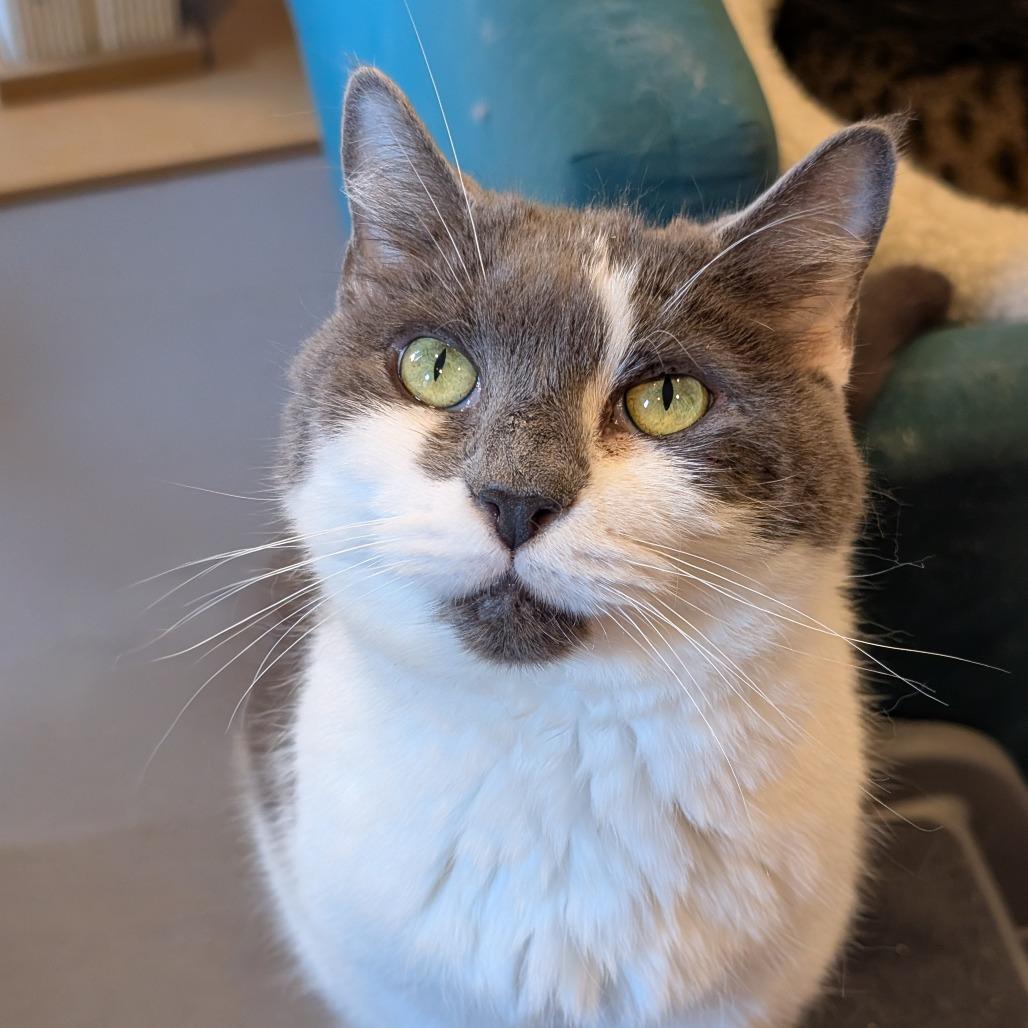 Enlarge Maria, a Adoptable Domestic Medium Hair in Alexandria, VA image 1/1