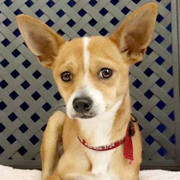 Honey, Adoptable, Adult Female Chihuahua.