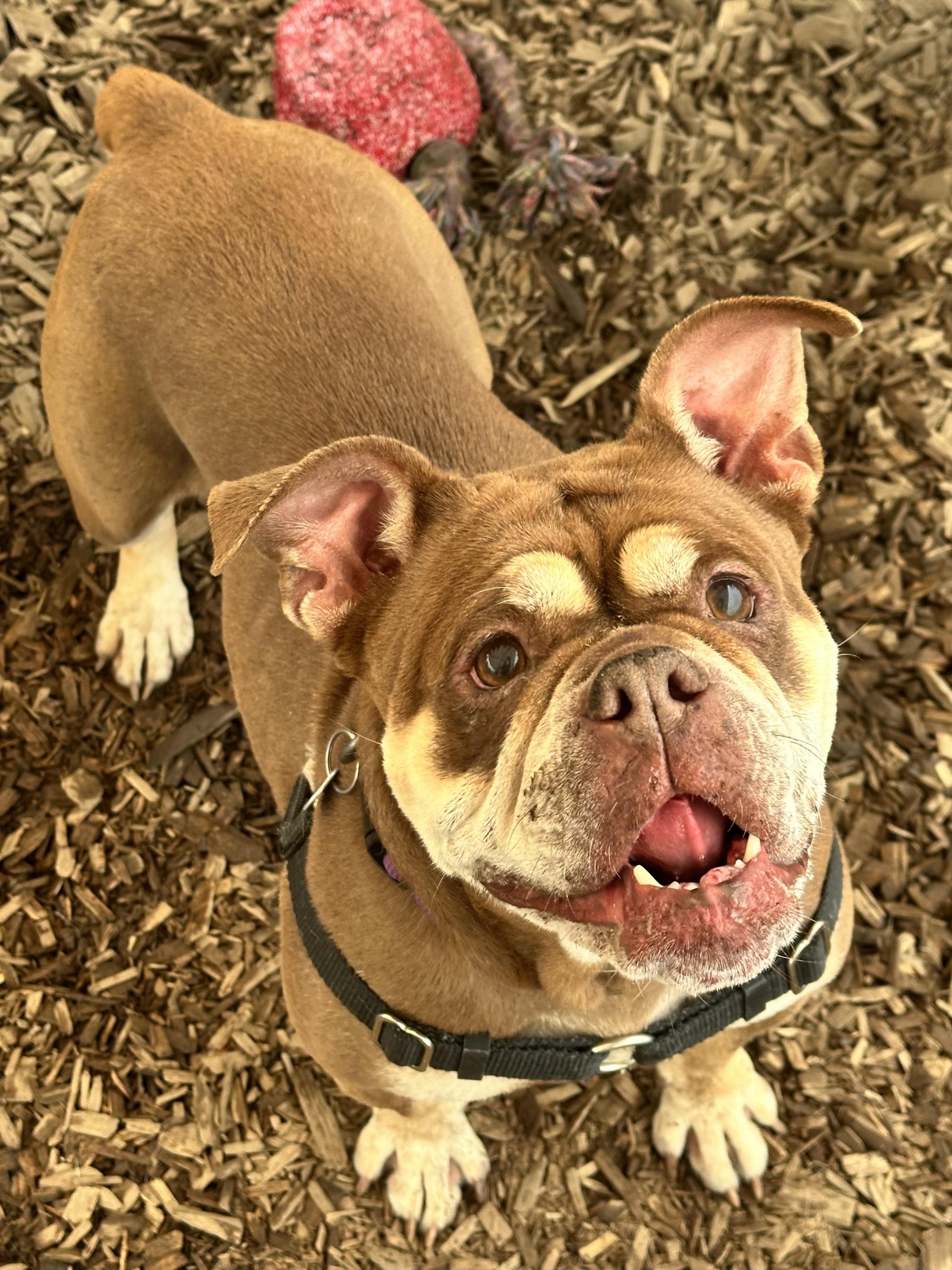 Mokka, an adoptable English Bulldog in Bellingham, WA, 98226 | Photo Image 3