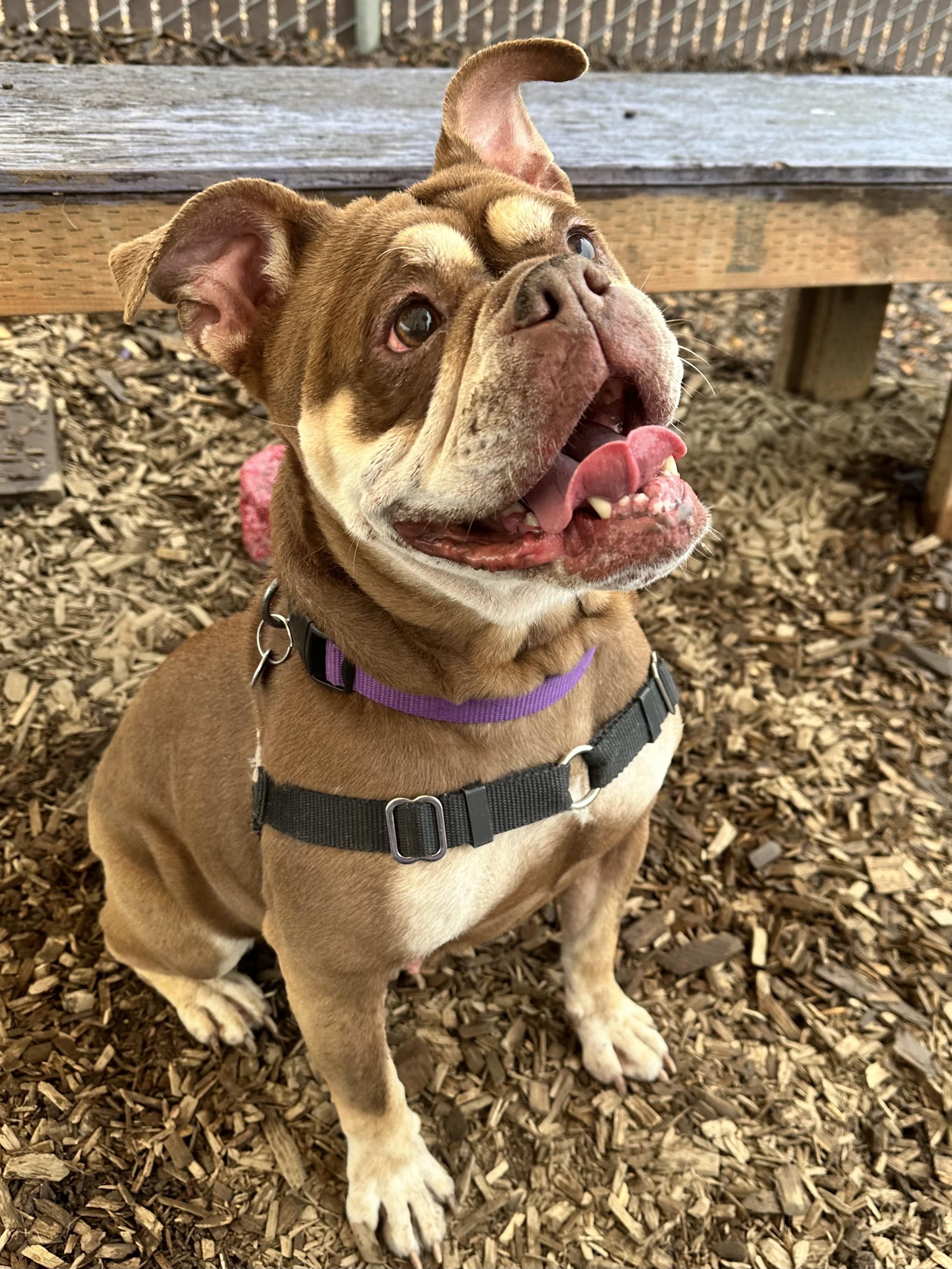 Mokka, an adoptable English Bulldog in Bellingham, WA, 98226 | Photo Image 1