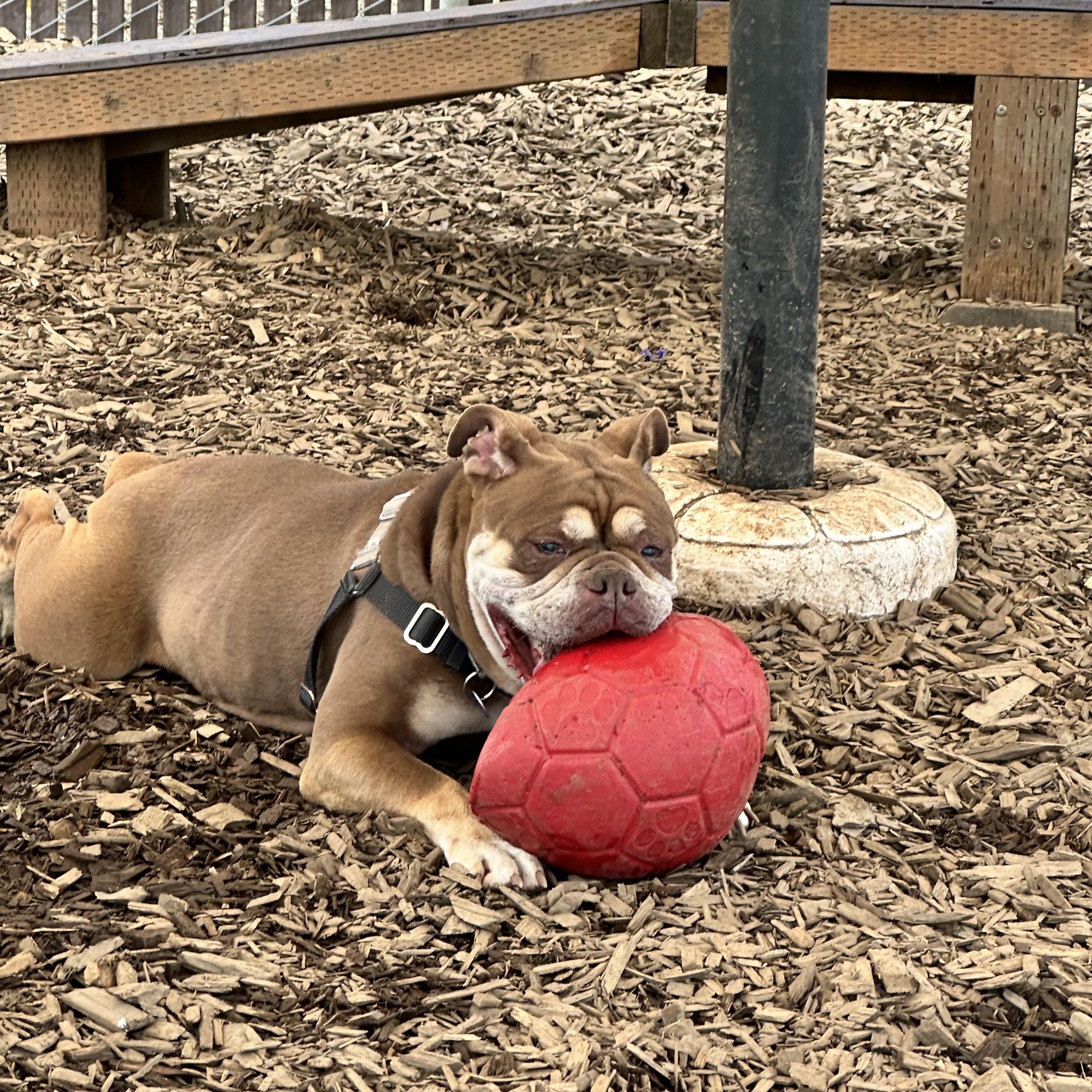 Mokka, an adoptable English Bulldog in Bellingham, WA, 98226 | Photo Image 6