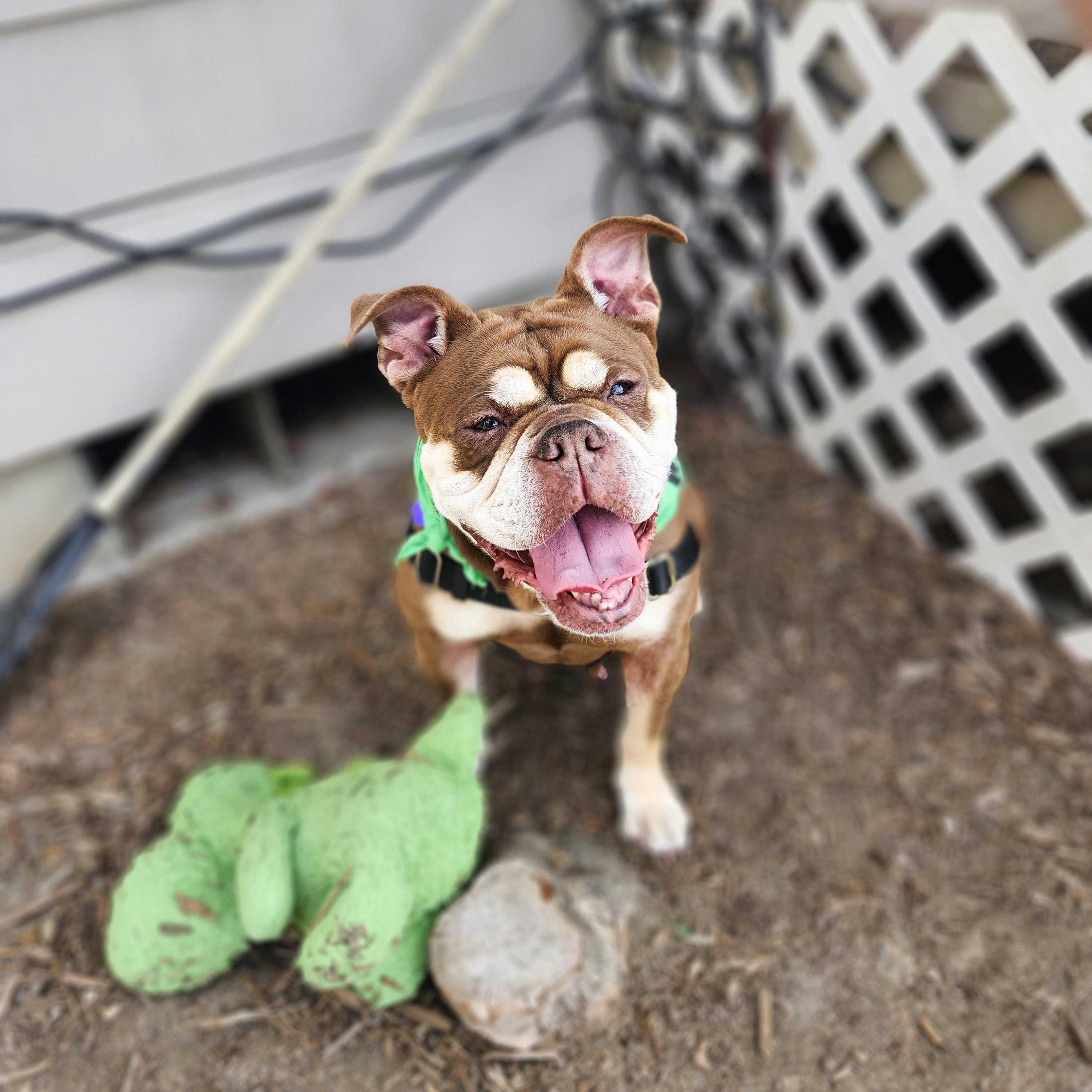 Mokka, an adoptable English Bulldog in Bellingham, WA, 98226 | Photo Image 5
