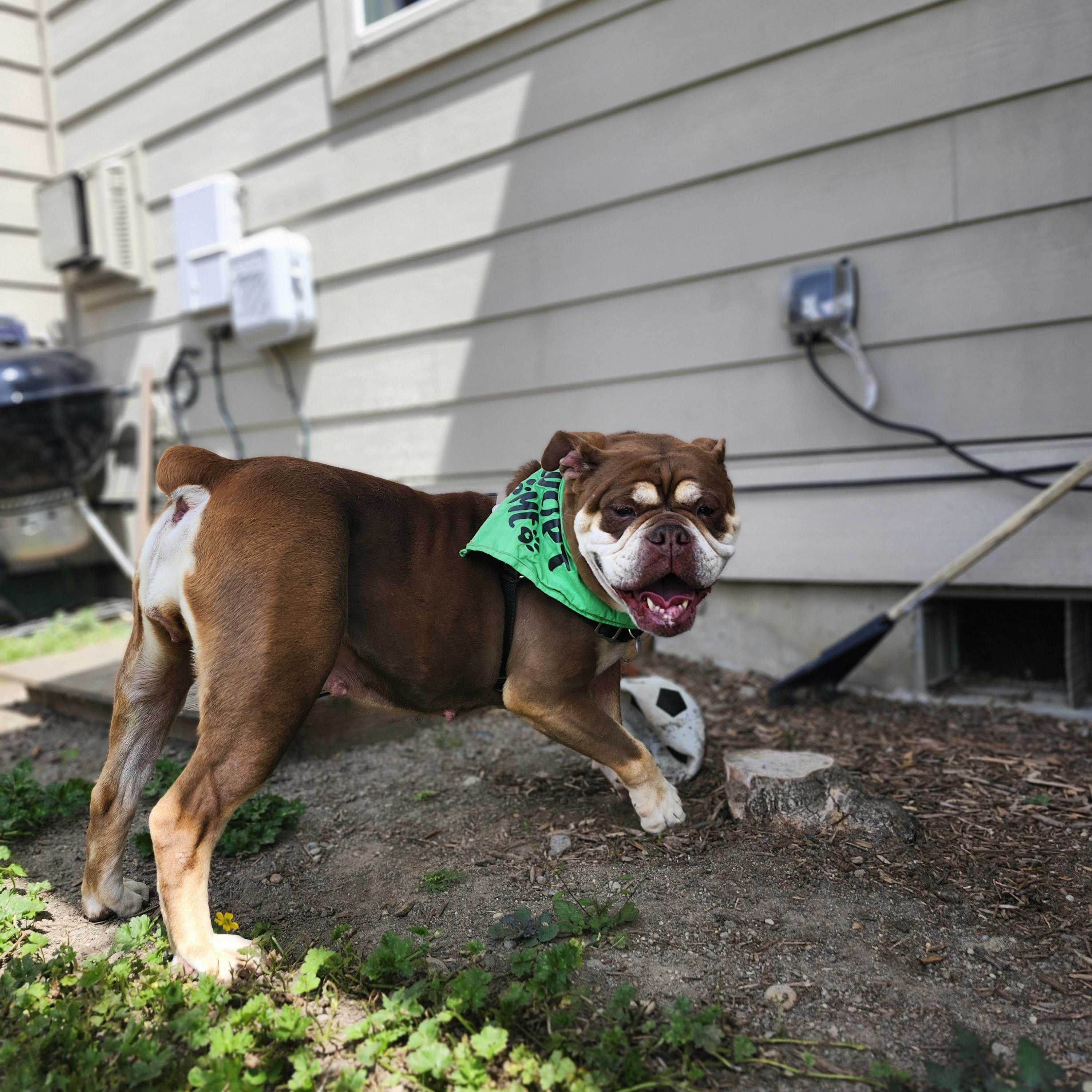 Mokka, an adoptable English Bulldog in Bellingham, WA, 98226 | Photo Image 4