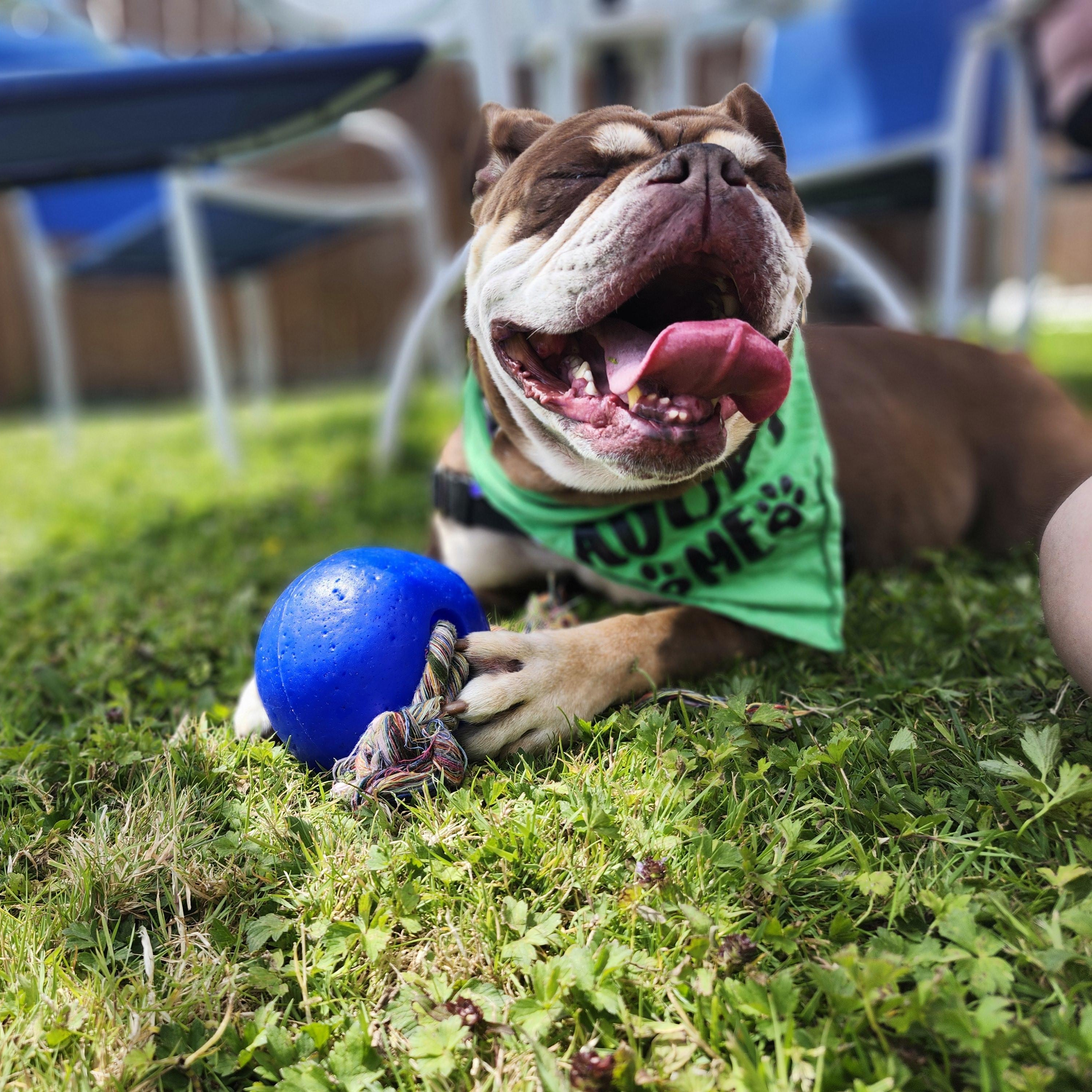 Mokka, an adoptable English Bulldog in Bellingham, WA, 98226 | Photo Image 2