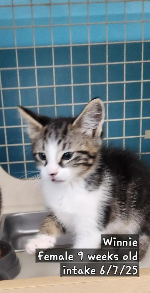 Winnie, Adopted, Young Female Domestic Short Hair.