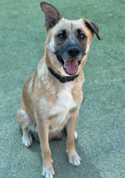Lisa Frank, Adoptable, Adult Female Shepherd & Mixed Breed.