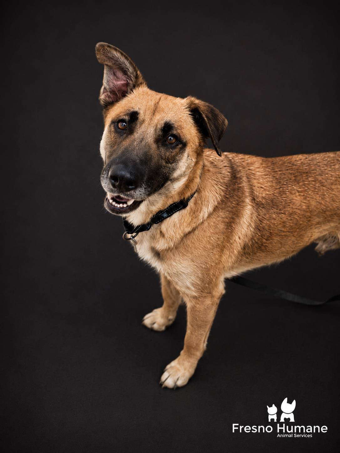 Lisa Frank, a Adoptable mixed breed in Fresno, CA image 2/2
