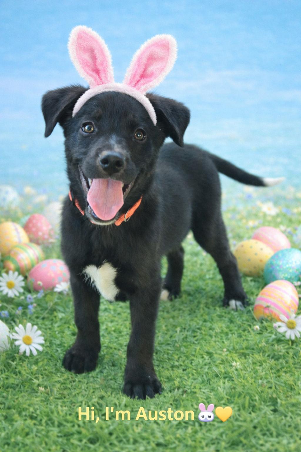 Auston, adopted, Puppy Male Black Labrador Retriever.