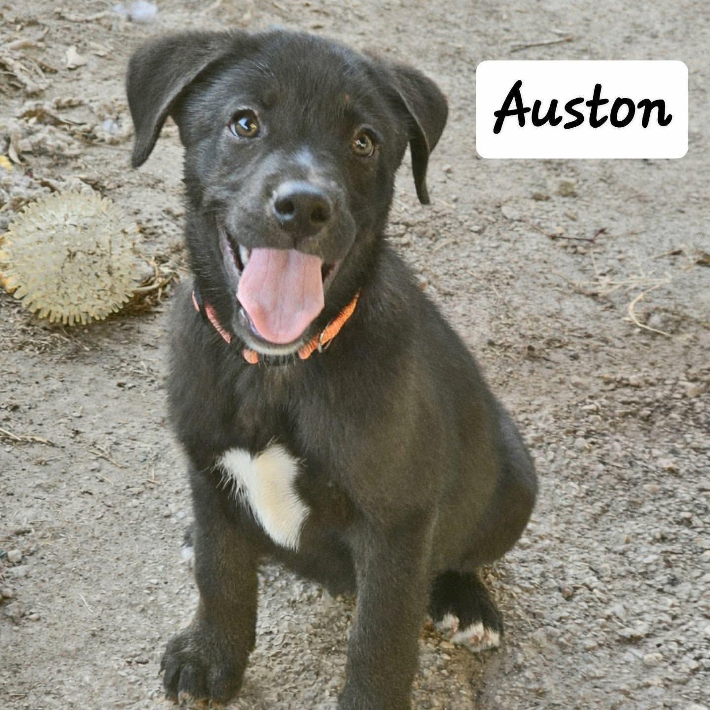 Enlarge Auston, an adopted mixed breed in PLAINFIELD, CT image 2/2