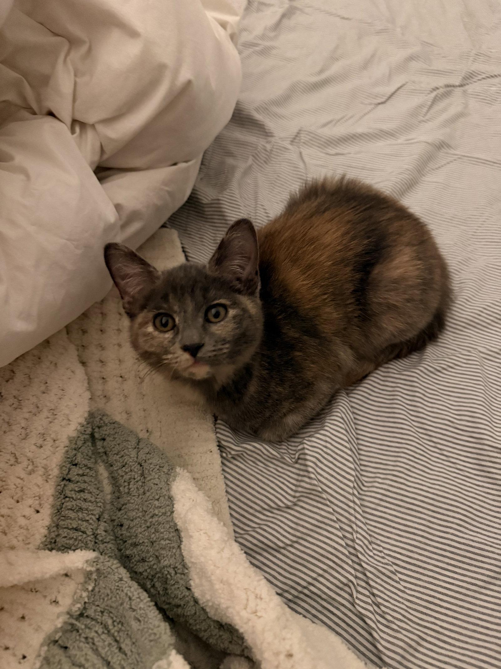 Enlarge Sandy, a Adoptable Domestic Short Hair in Glendale, AZ image 2/2