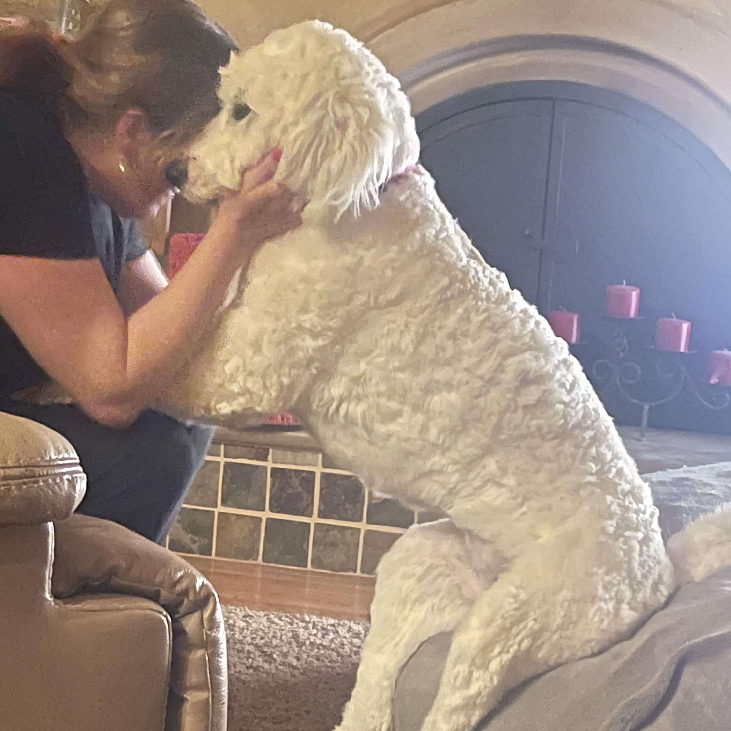 Lilly, adoptable, Young Female Goldendoodle.