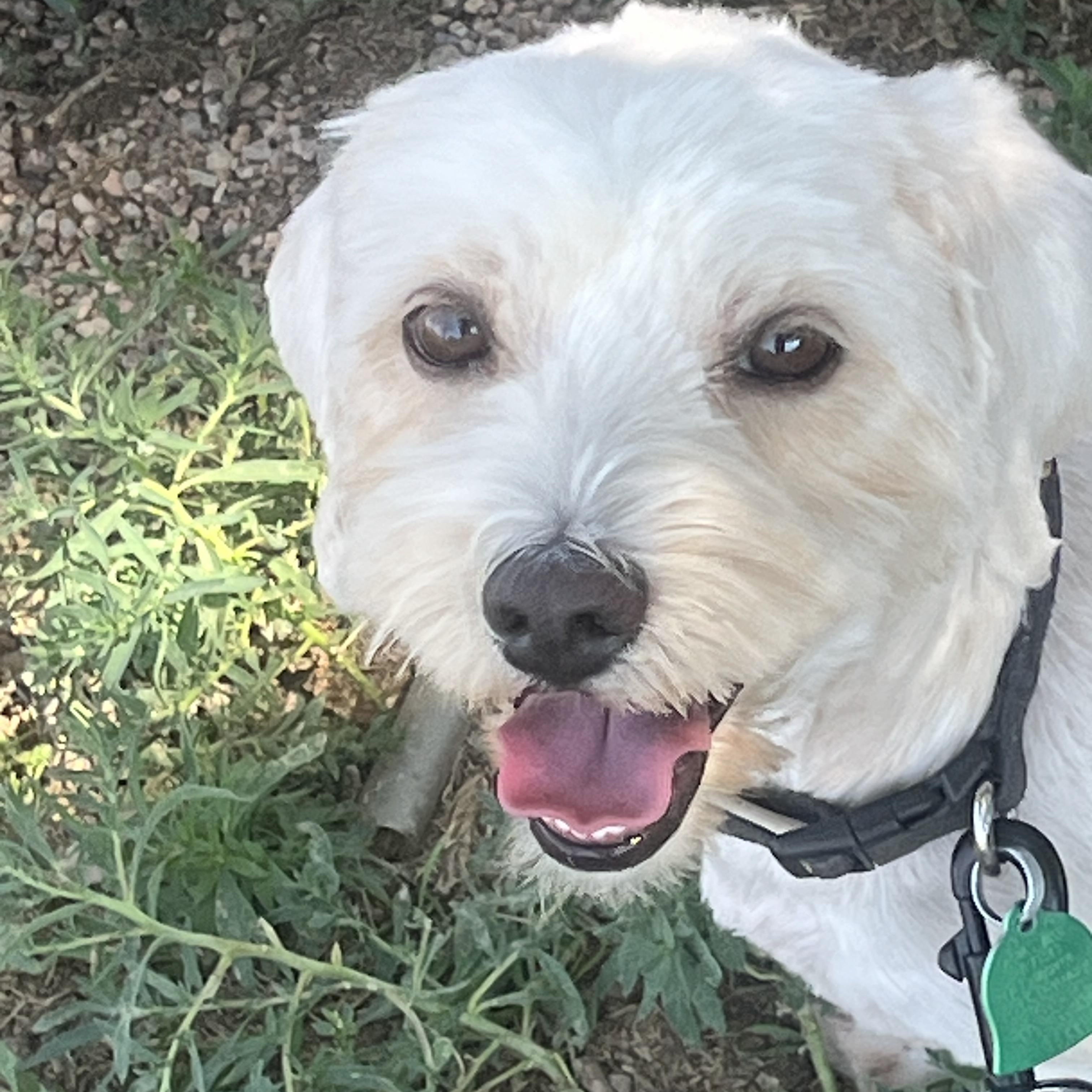 Loretta, Adoptable, Adult Female Havanese.
