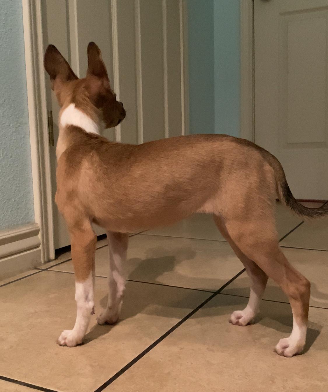 Enlarge Peach, a Adoptable mixed breed in San Antonio, TX image 5/5