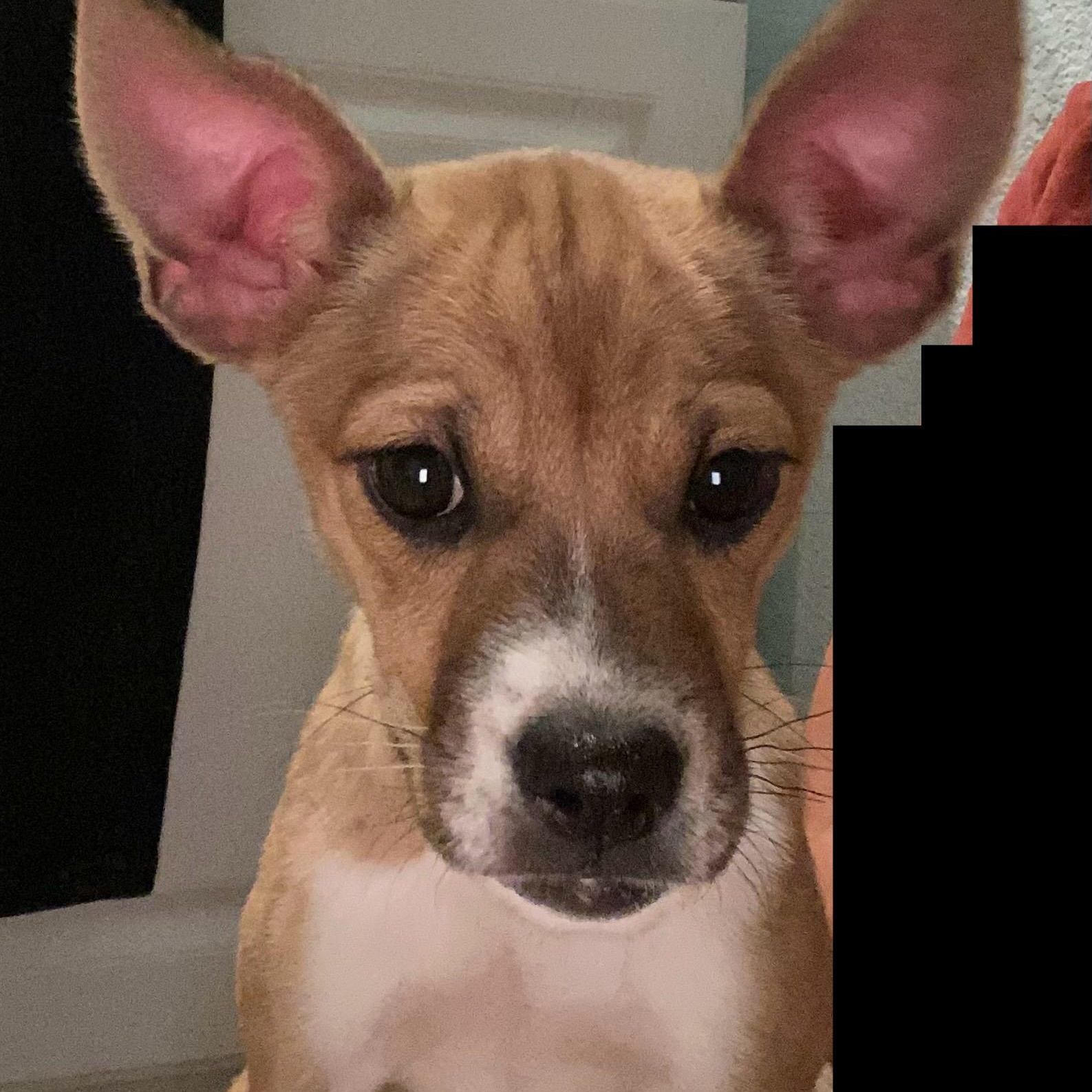 Enlarge Peach, a Adoptable mixed breed in San Antonio, TX image 4/5