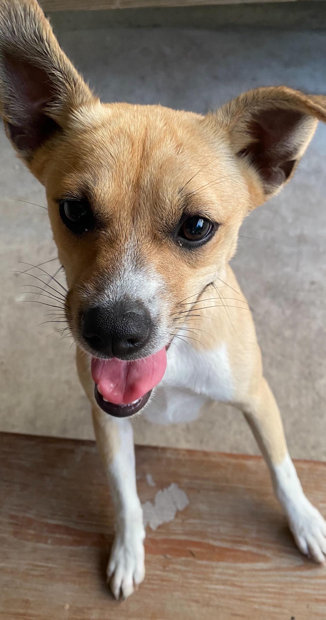 Enlarge Peach, a Adoptable mixed breed in San Antonio, TX image 1/5