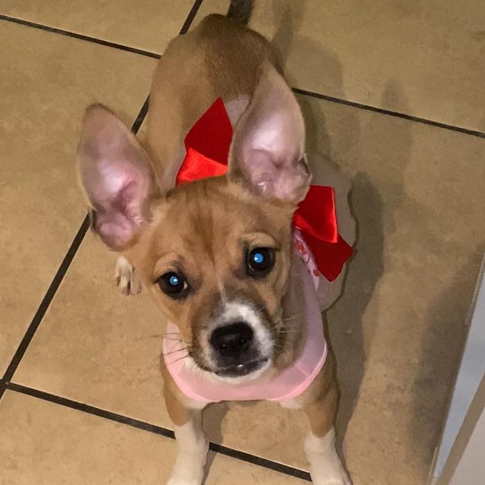 Enlarge Peach, a Adoptable mixed breed in San Antonio, TX image 2/5