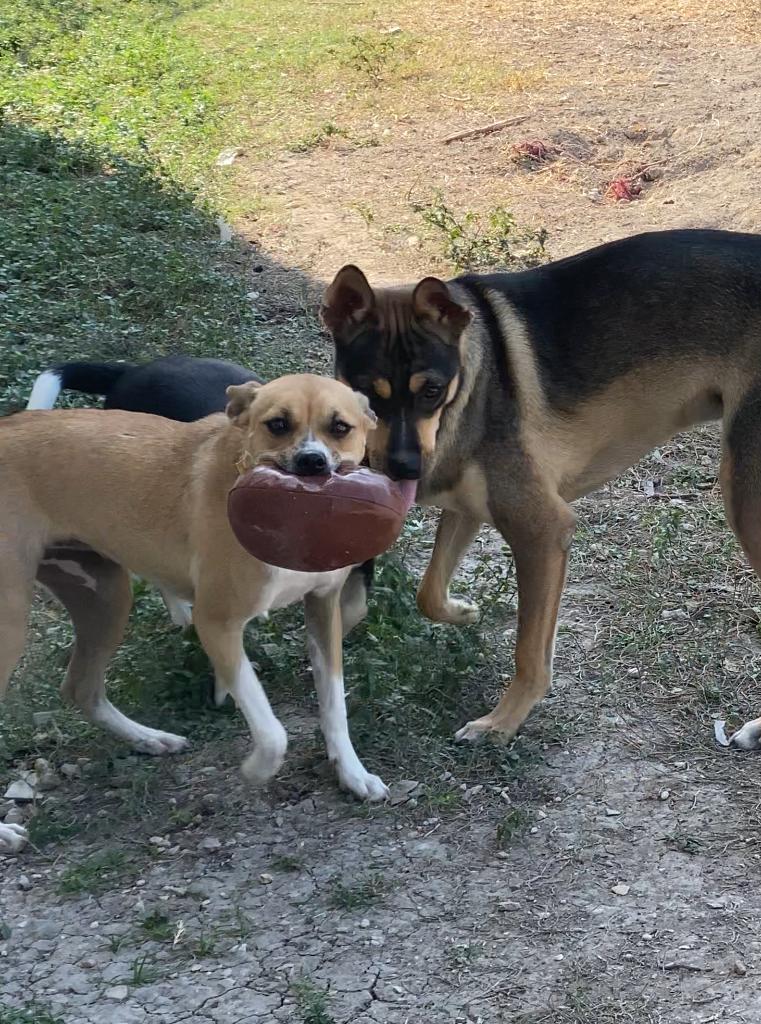 Enlarge Peach, a Adoptable mixed breed in San Antonio, TX image 3/5