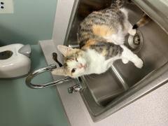 LAINEY, Adoptable, Young Female Domestic Short Hair.