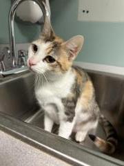 LAINEY, a Adoptable Domestic Short Hair in Chillicothe, OH image 2/3