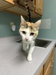LAINEY, a Adoptable Domestic Short Hair in Chillicothe, OH image 3/3