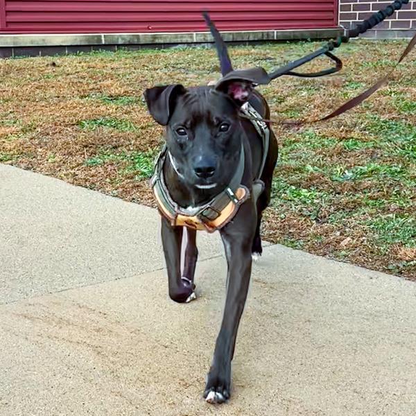 Heath, Adoptable, Young Male Pit Bull Terrier.