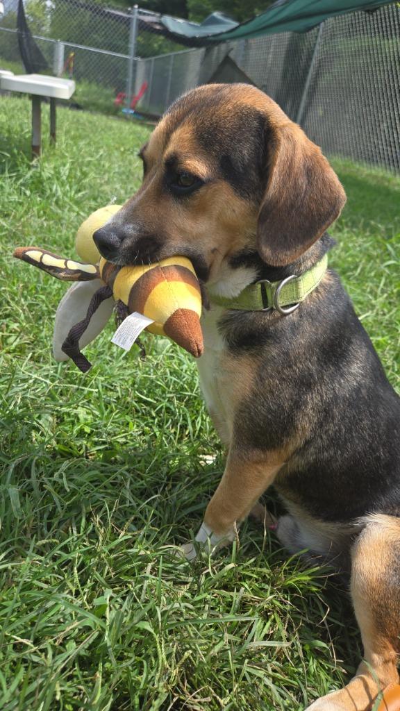 Sprout, a Adoptable mixed breed in Marion, OH image 1/6